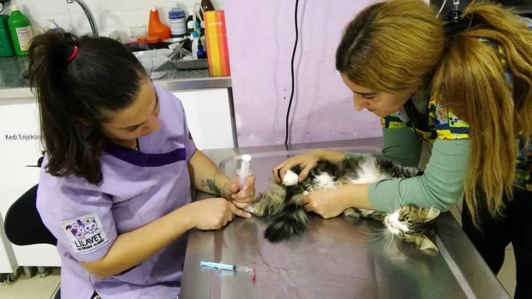 Isparta’da Kedi Nazlı Kan Nakliyle Hayata Döndü! 7